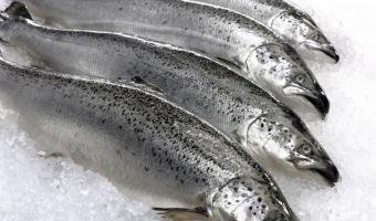Swapping red meat for forage fish could save 750,000 lives