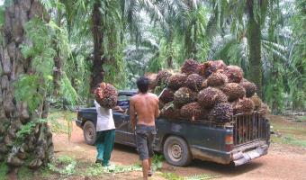 The foodservice's industry's fight for sustainable palm oil