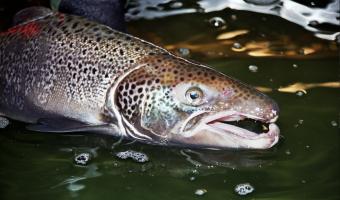 Beacon farmed salmon shortages algae norway