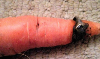 carrot ring vegetables vege lost found grown your own homegrown 