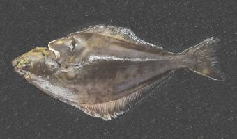 Direct Seafoods warns chefs on halibut sustainability