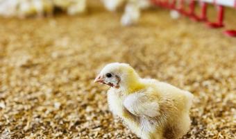 Brakes introduces enhanced welfare standards for fresh chicken 