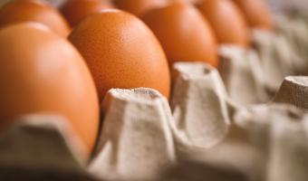 British Egg Industry Council issues urgent warning to UK food businesses  British Egg Industry Council issues urgent warning to UK food businesses