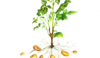 The potato, a focus of the food waste network, is featured in this exclusive illustration by artist Karen Green as January's plant of the month for International Year of Plant Health 2020