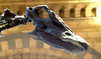 Sodexo to give clients a chance to dine with a Diplodocus 