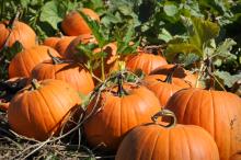 Expert reveals ‘terrifying’ amount of Halloween pumpkin waste created  