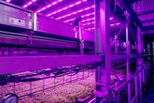 Fresh Direct continues to support ‘innovative’ technology vertical farming 