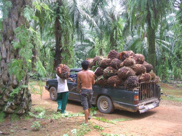 The foodservice's industry's fight for sustainable palm oil