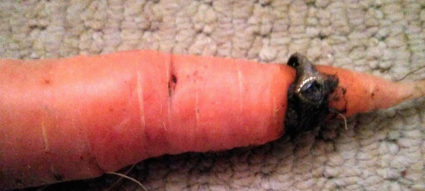 carrot ring vegetables vege lost found grown your own homegrown 