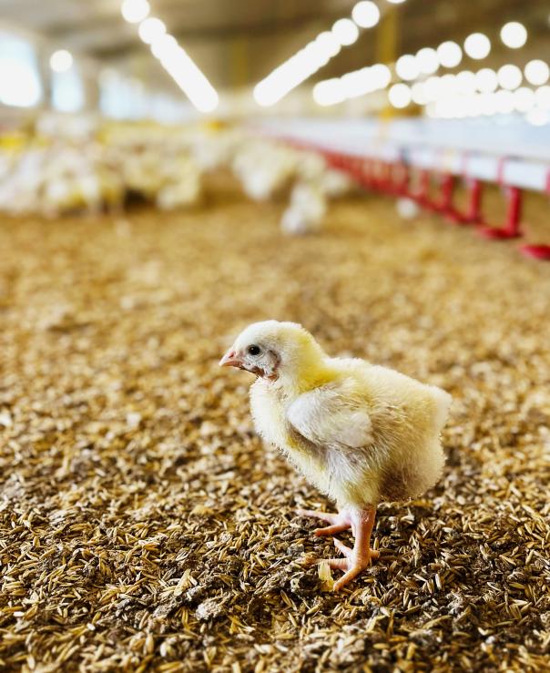 Brakes introduces enhanced welfare standards for fresh chicken 