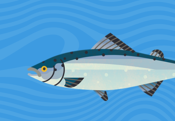 Marine Conservation Society updates Good Fish Guide for caterers