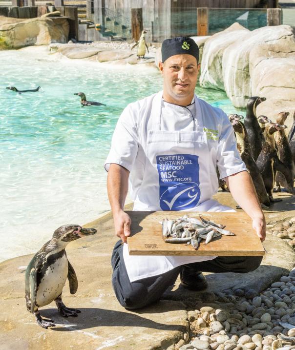 CH&Co chef Nassim Laziru celebrates MSC certification with the penguins at ZSL L