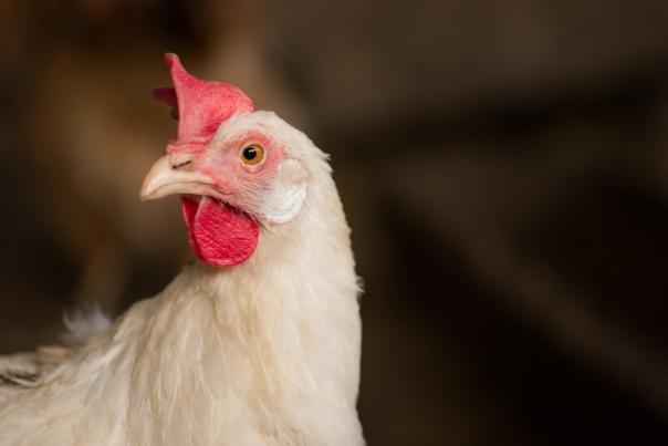 Defra decides against chicken & pork animal welfare labels