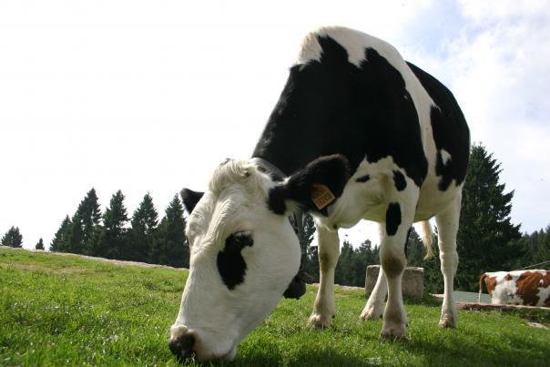 Food and Farming Day gives Hertfordshire schoolchildren taste of rural life 