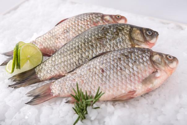 Research finds younger generations most likely to reduce seafood intake Research finds younger generations most likely to reduce seafood intake