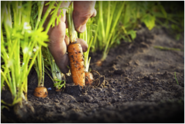 Vacherin launches sustainability corporate social responsibility report