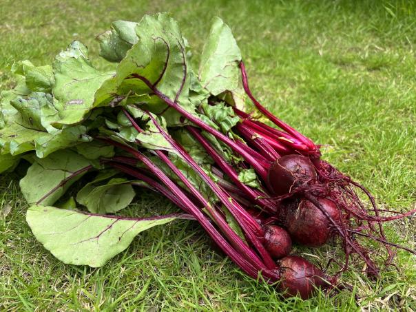 Beetroot