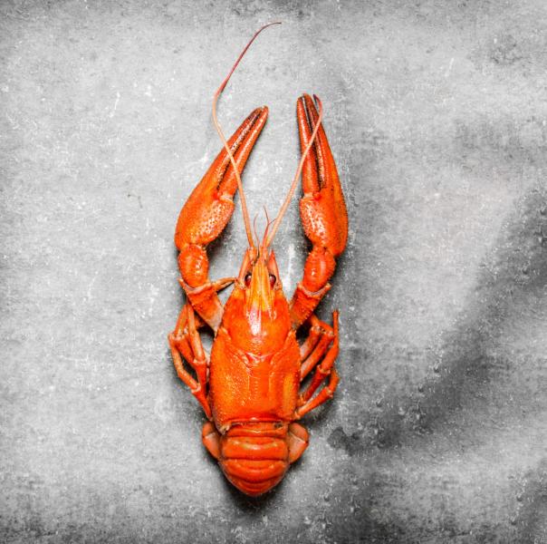 Wholesaler JJ Foodservice adds lobster, scallops & crab to range 