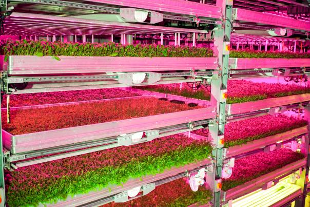 Vertical farming 