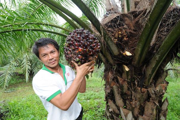 The foodservice's industry's fight for sustainable palm oil