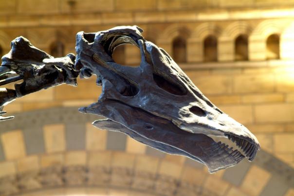 Sodexo to give clients a chance to dine with a Diplodocus 
